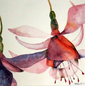 Gloria Lewis - Fuchsia - Watercolour