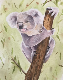 WJAS-koala
