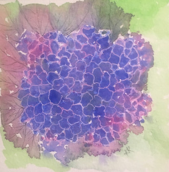 Kerry Reverzani-Hydrangea Sampler-Watercolour