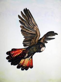16-Red-tail-watercolour
