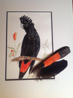 06-Red-tailed-Black-Cockatoo-Watercolour