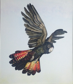Michelle-Henderson-Red-tailed-Black-Cockatoo-Watercolour