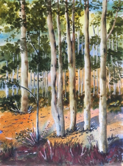 Boranup Forest - W_colour - Trish Wheatley
